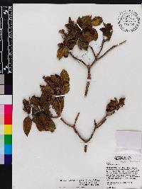 Miconia alloeotricha image