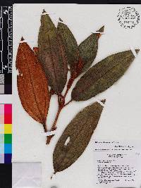 Miconia subcompressa image