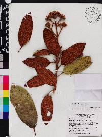 Miconia subcompressa image