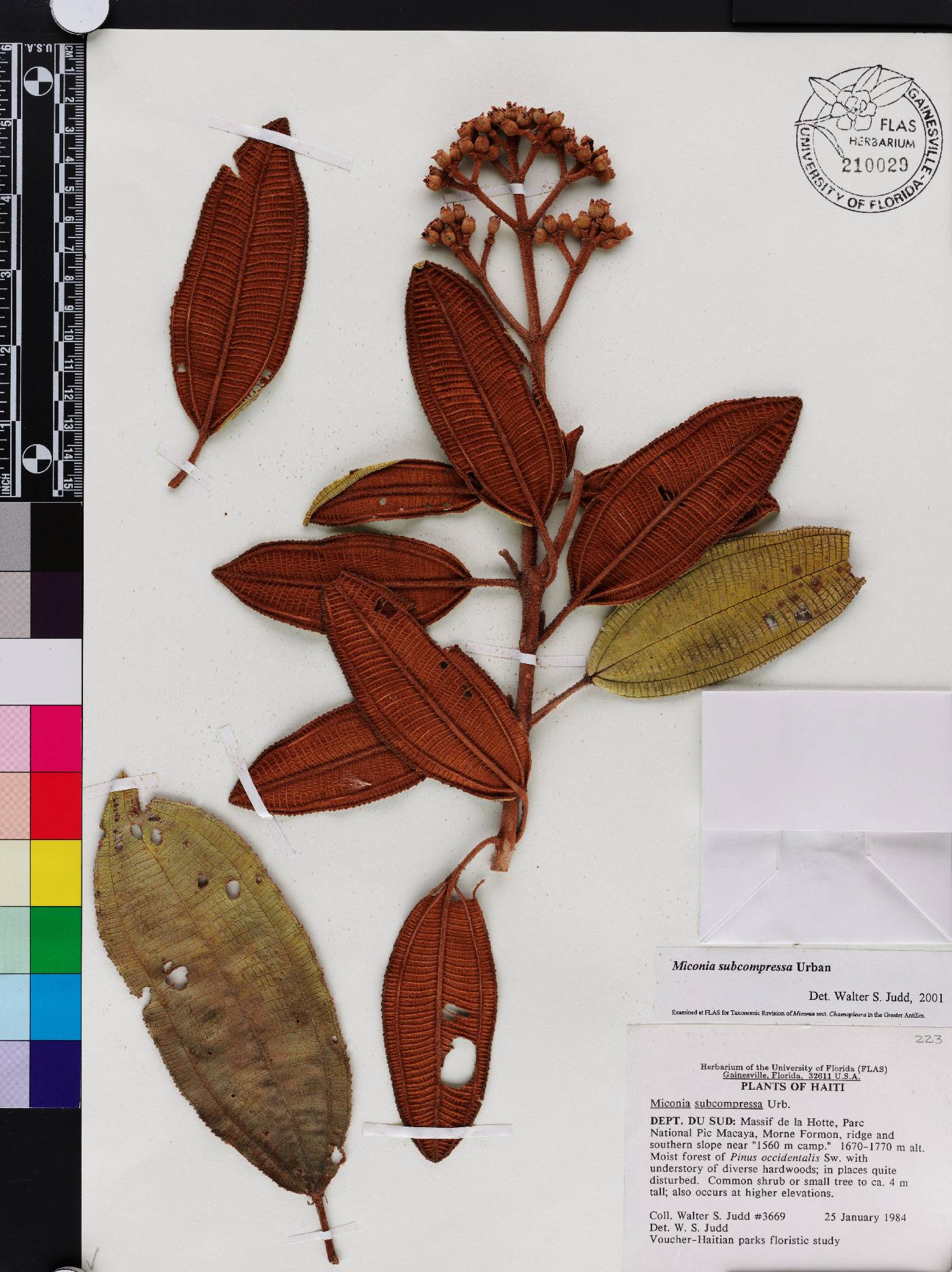 Miconia subcompressa subsp. plumieri image