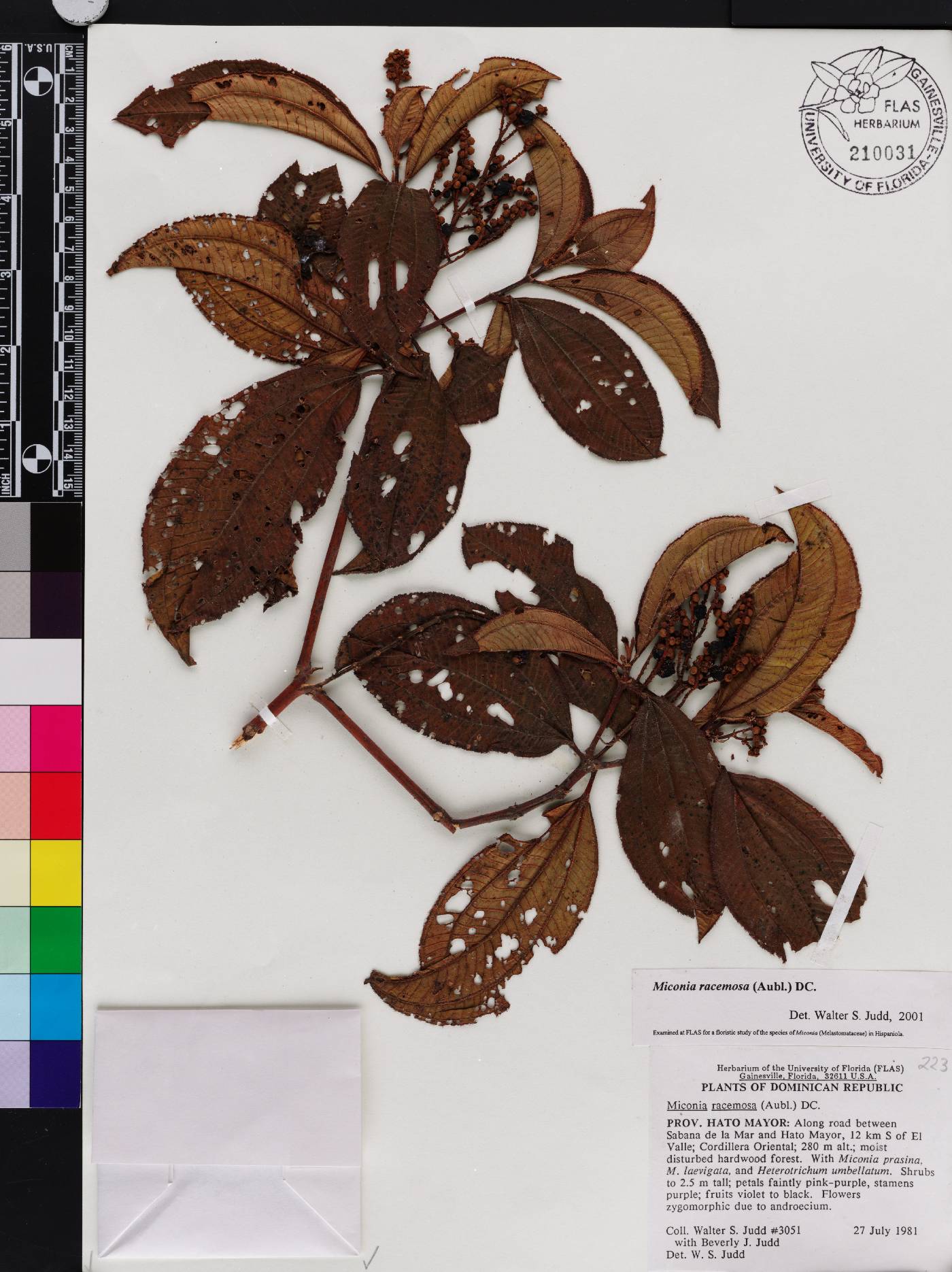 Miconia racemosa image