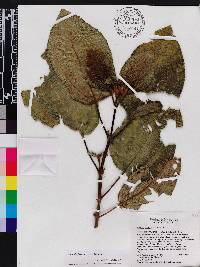 Miconia favosa image