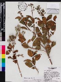Miconia ferruginea image