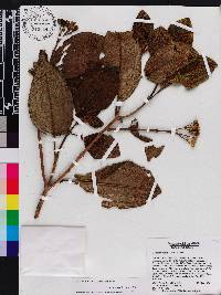 Miconia favosa image
