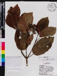 Miconia favosa image