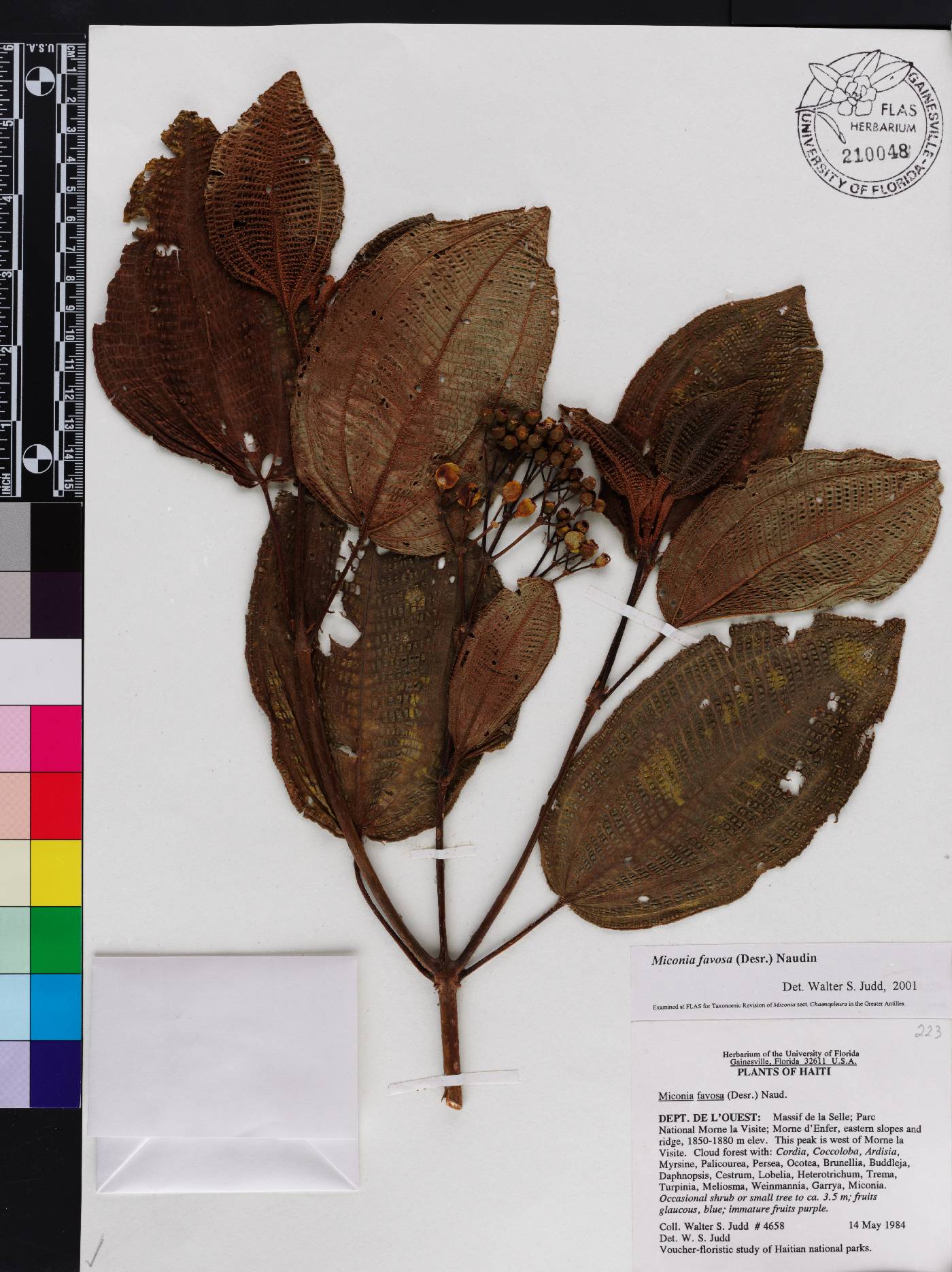 Miconia favosa image