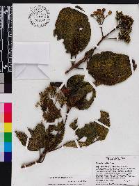 Miconia favosa image