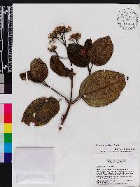 Miconia favosa image