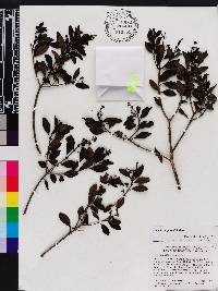 Miconia desportesii image