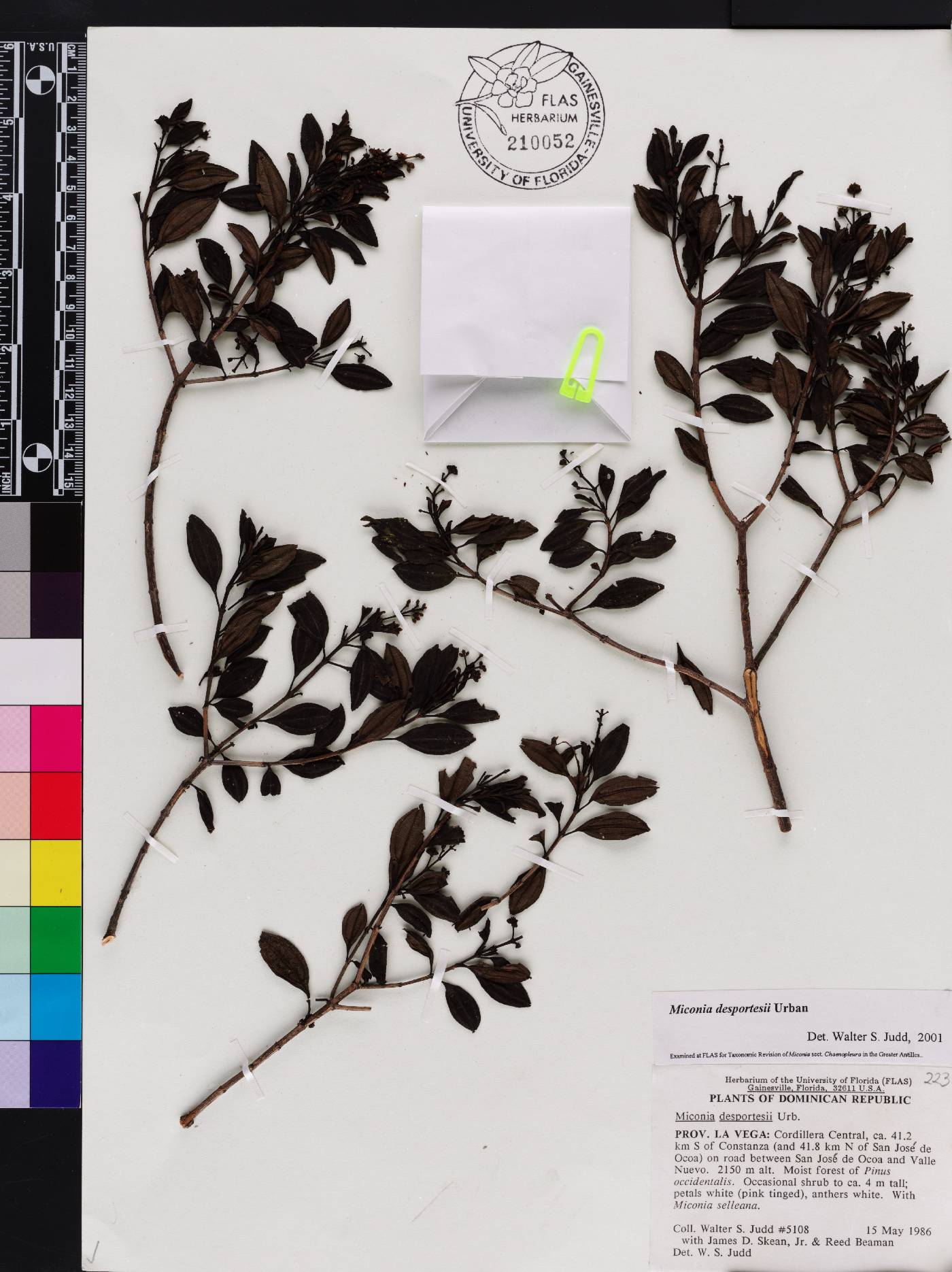 Miconia desportesii image