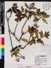 Miconia krugii image