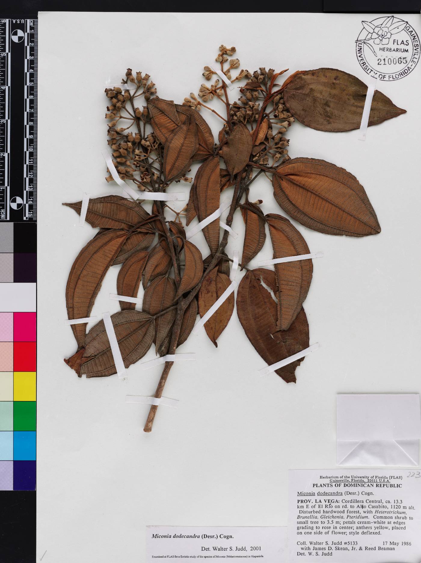 Miconia dodecandra image