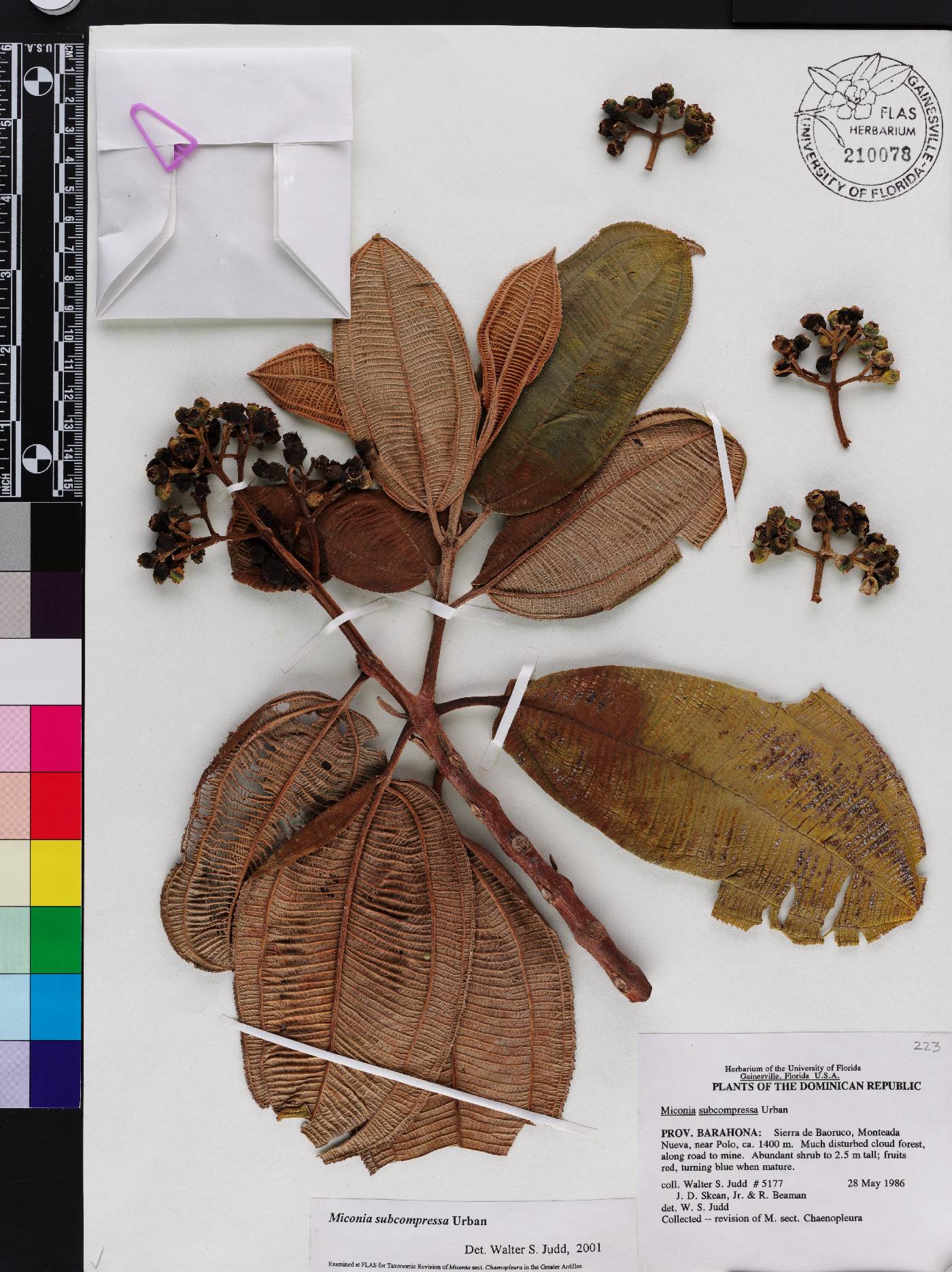 Miconia subcompressa subsp. beverlyana image