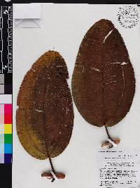 Miconia subcompressa image