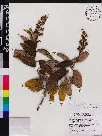 Miconia coniophora image
