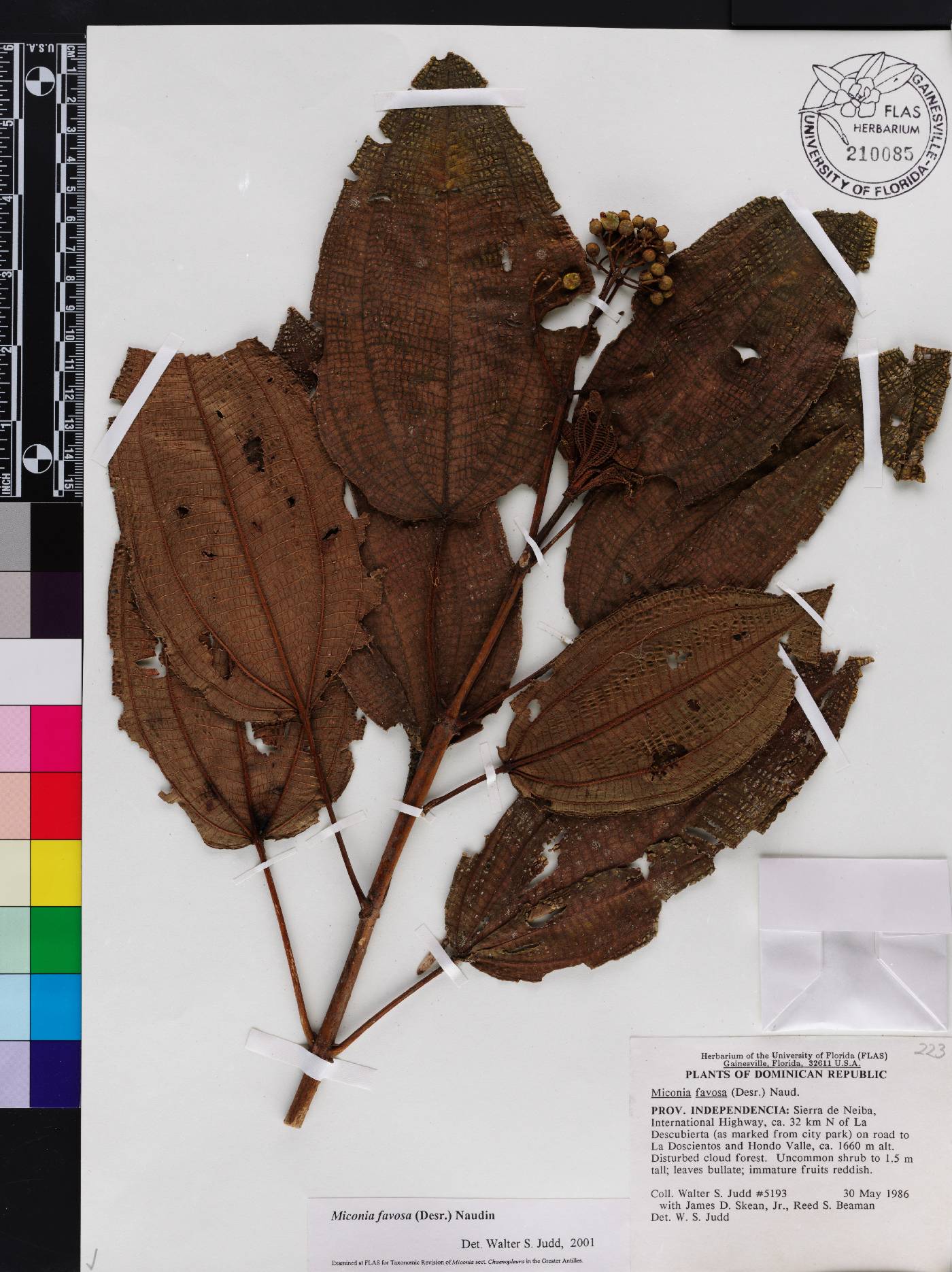 Miconia favosa image