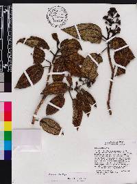 Miconia foveolata image