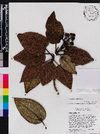 Miconia foveolata image