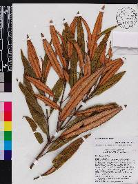 Miconia fuertesii image