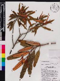 Miconia fuertesii image