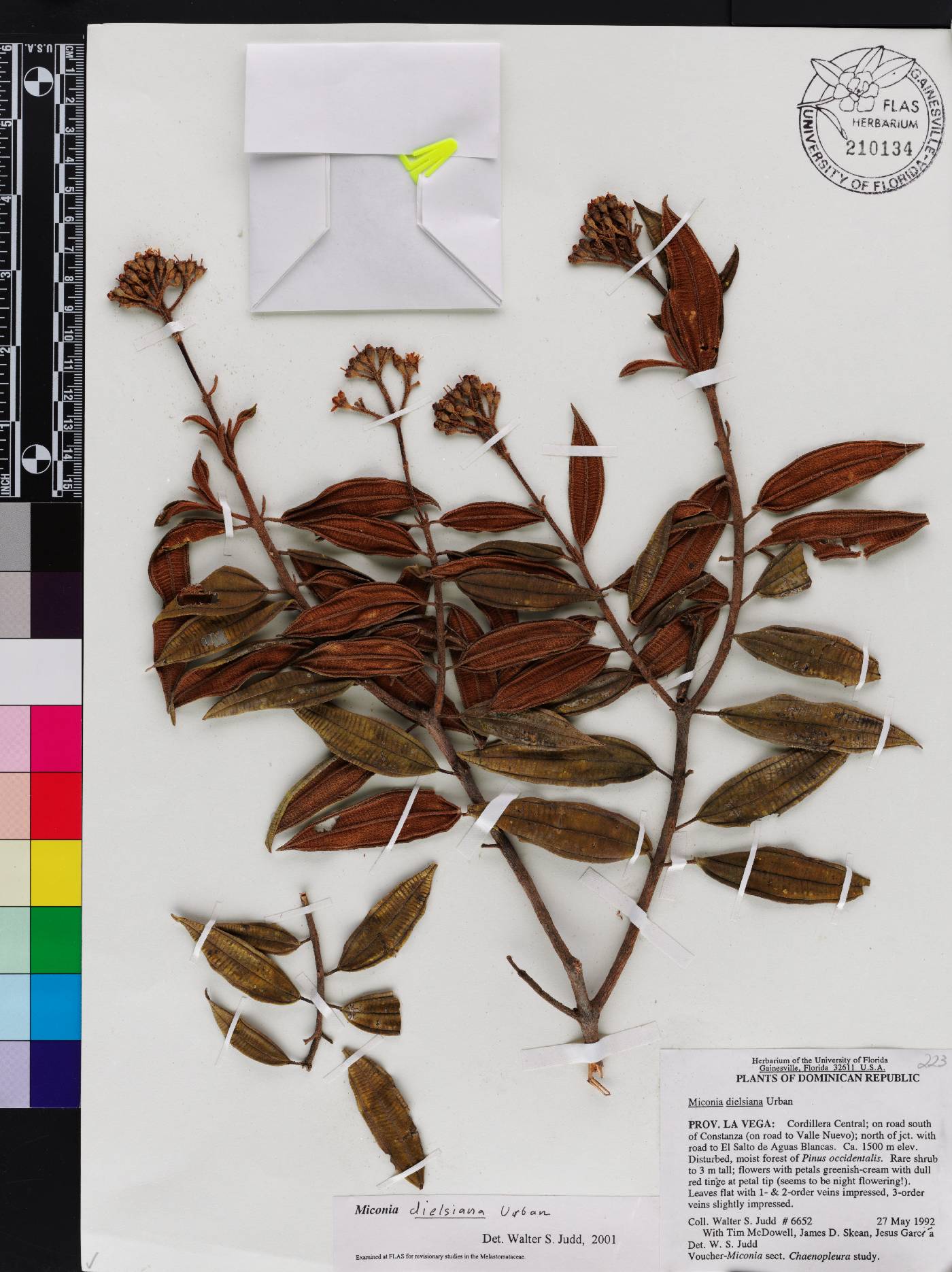 Miconia dielsiana image