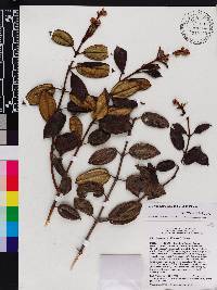 Miconia adenocalyx image