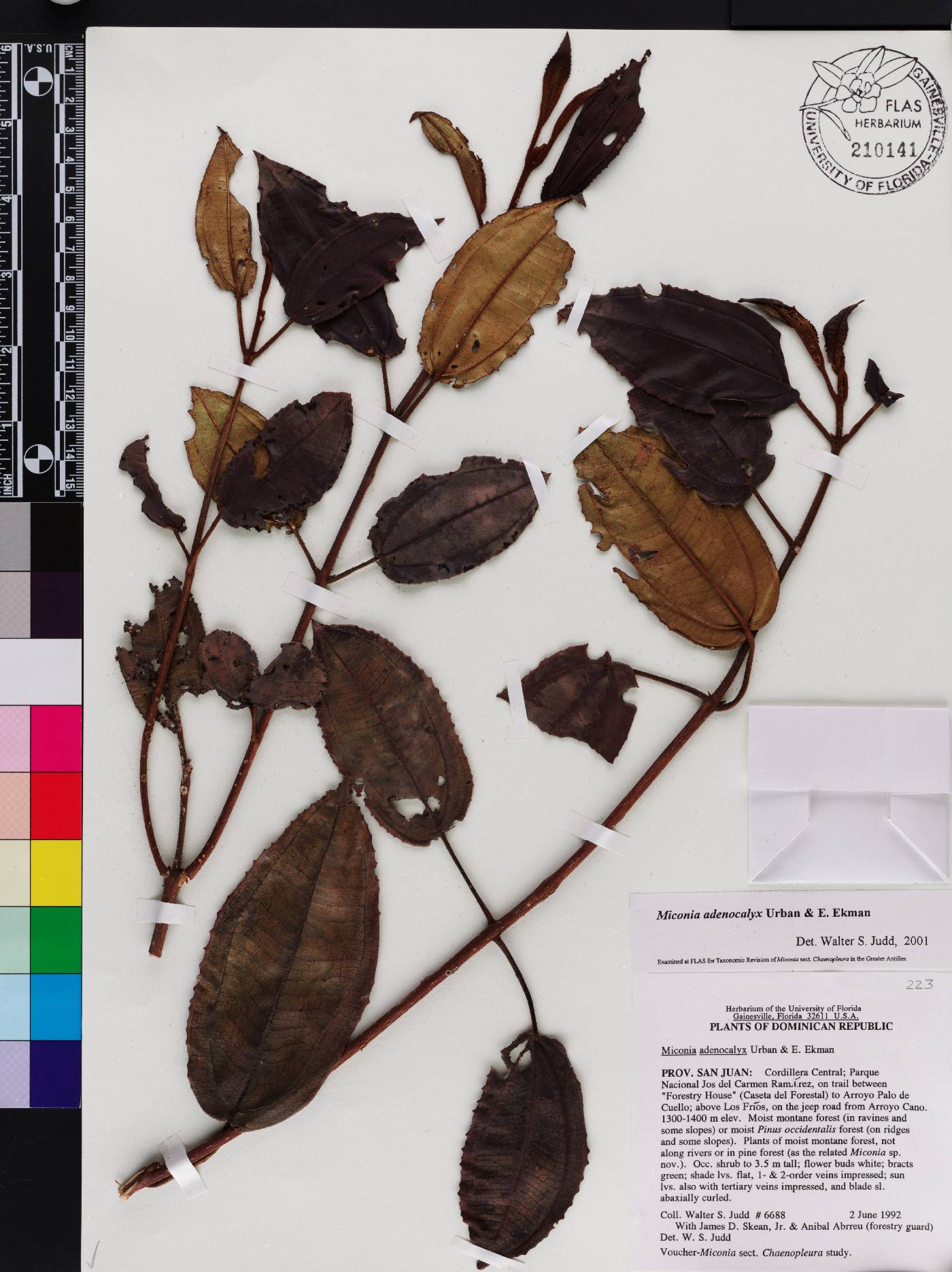 Miconia adenocalyx image