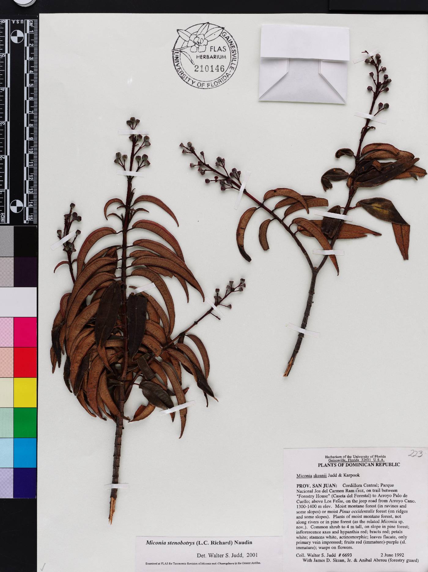 Acinodendron stenobotryum image