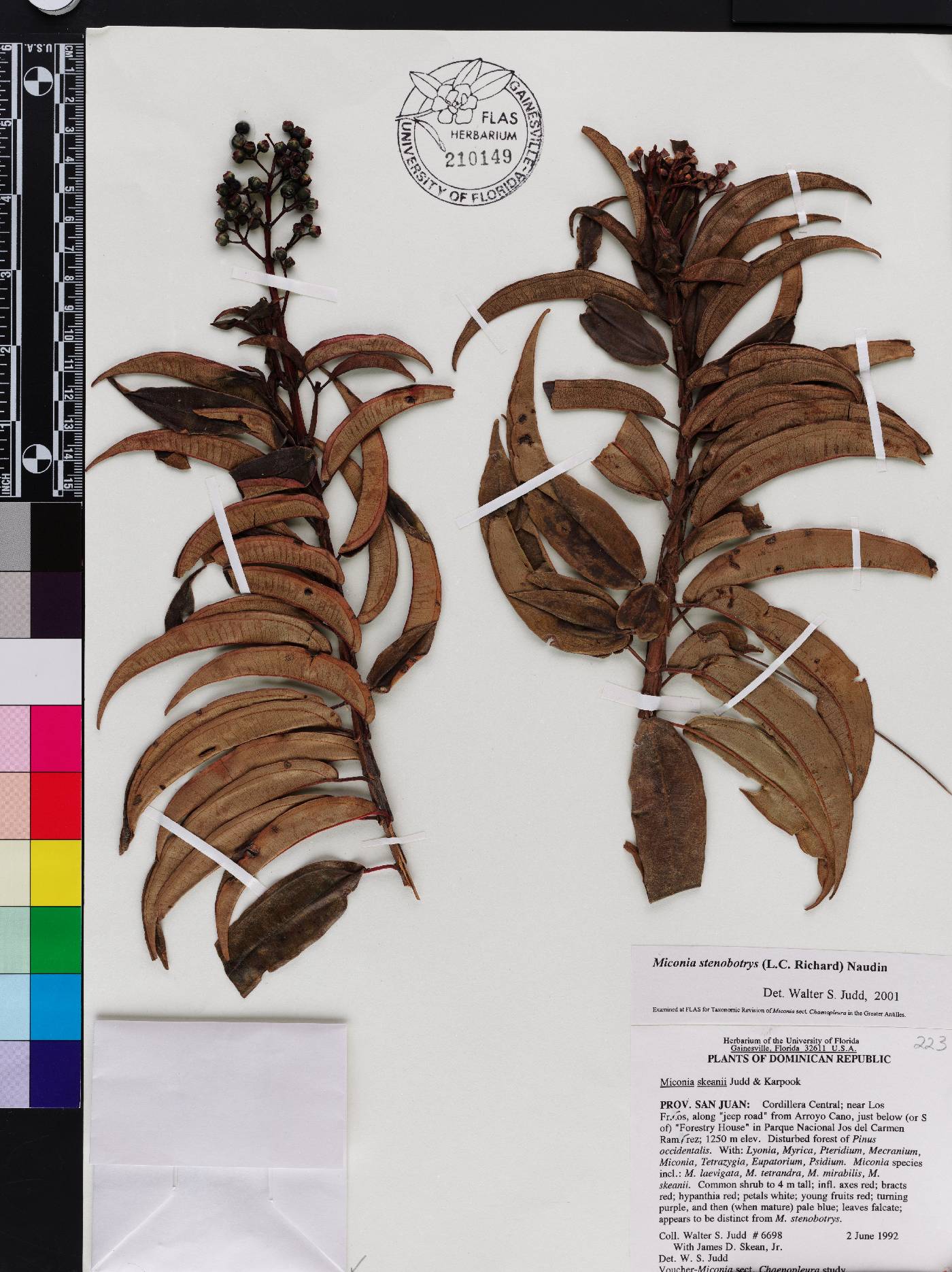 Acinodendron stenobotryum image
