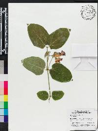Image of Thunbergia battiscombei