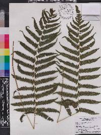 Thelypteris kunthii image