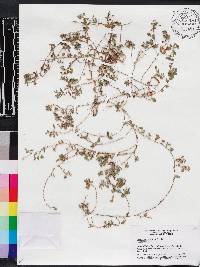 Desmodium triflorum image