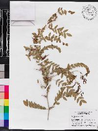 Gleditsia aquatica image