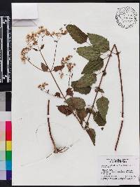 Ageratina jucunda image