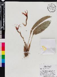 Image of Maxillaria chionantha