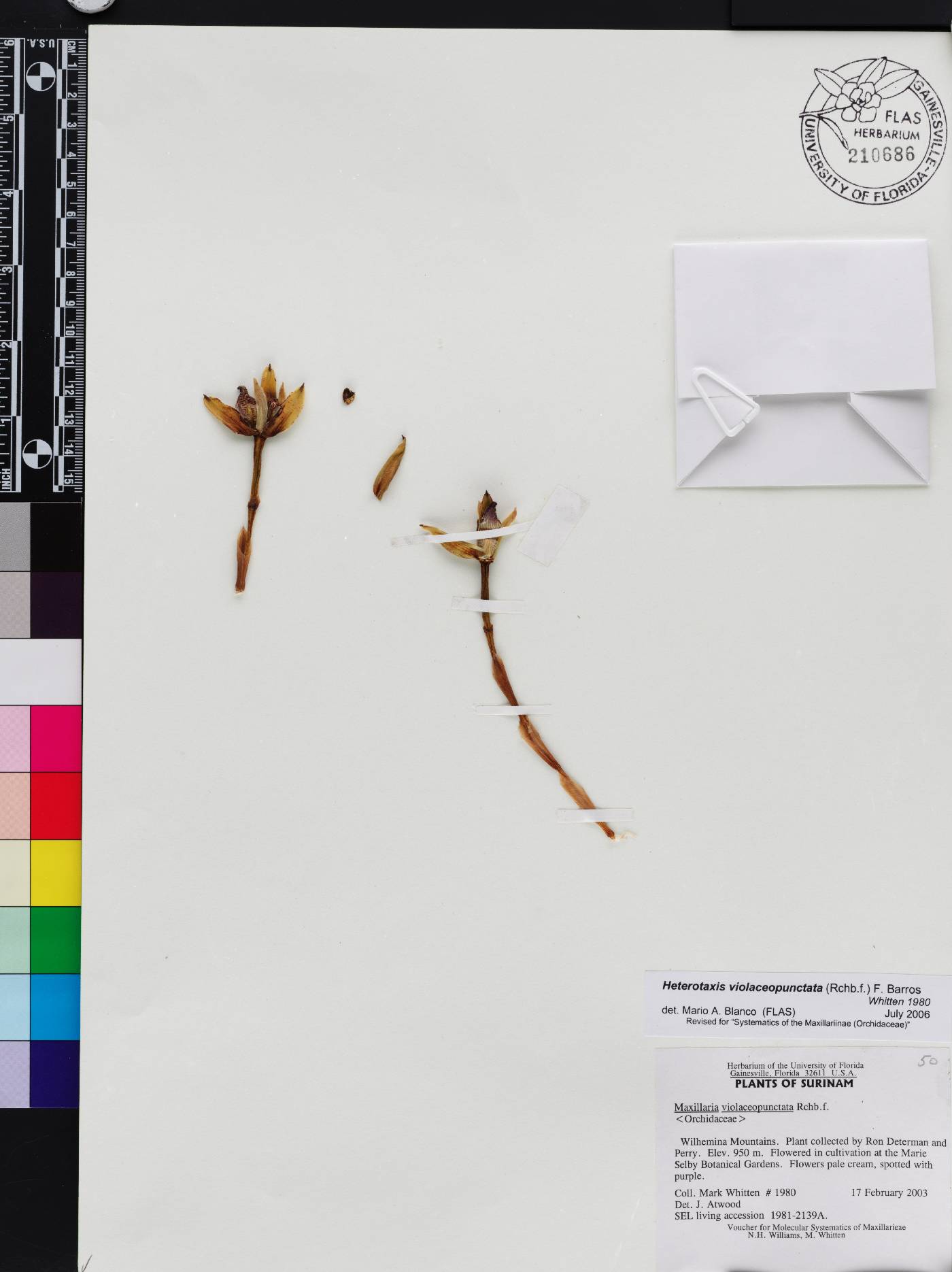 Maxillaria violaceopunctata image
