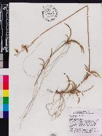 Tolumnia scandens image