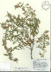 Cuphea procumbens image