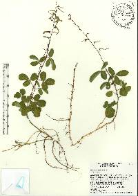 Desmodium incanum image