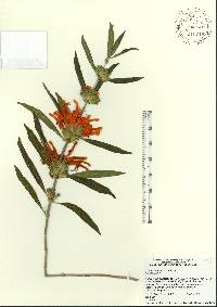 Leonotis leonurus image