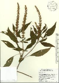 Ocimum gratissimum image