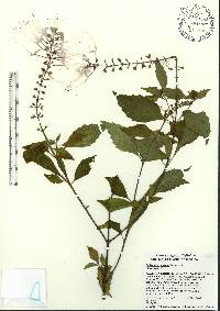 Clerodendranthus spicatus image