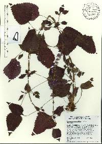 Solenostemon scutellarioides image