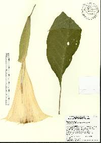 Brugmansia suaveolens image