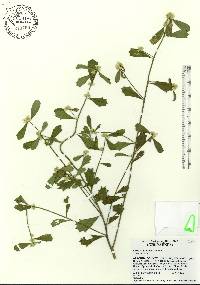 Baccharis glomeruliflora image