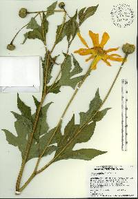 Tithonia diversifolia image