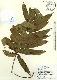 Phlebodium aureum image
