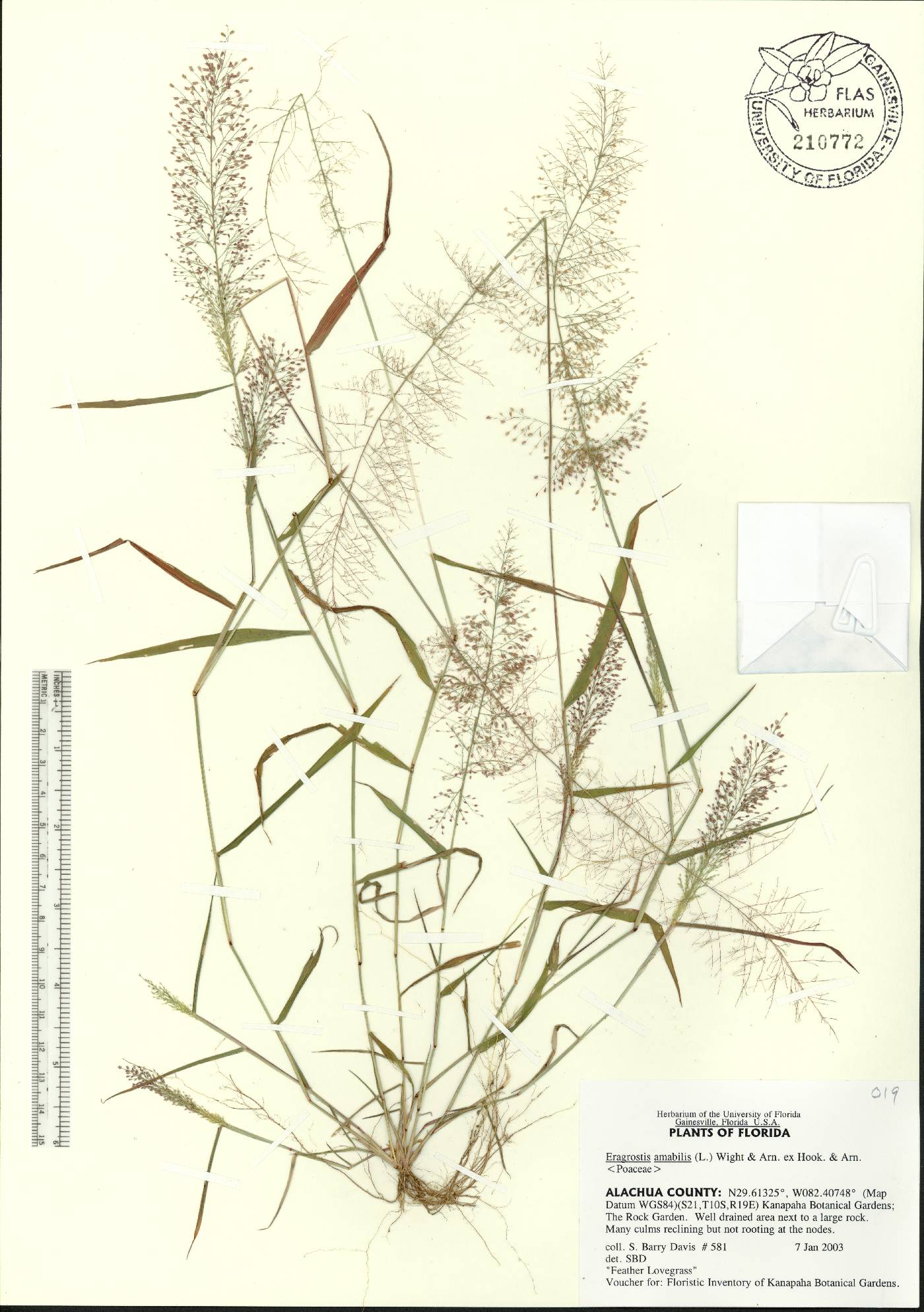 Eragrostis amabilis image