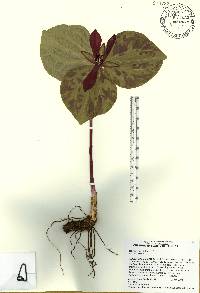 Trillium maculatum image