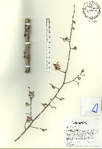 Ulmus alata image